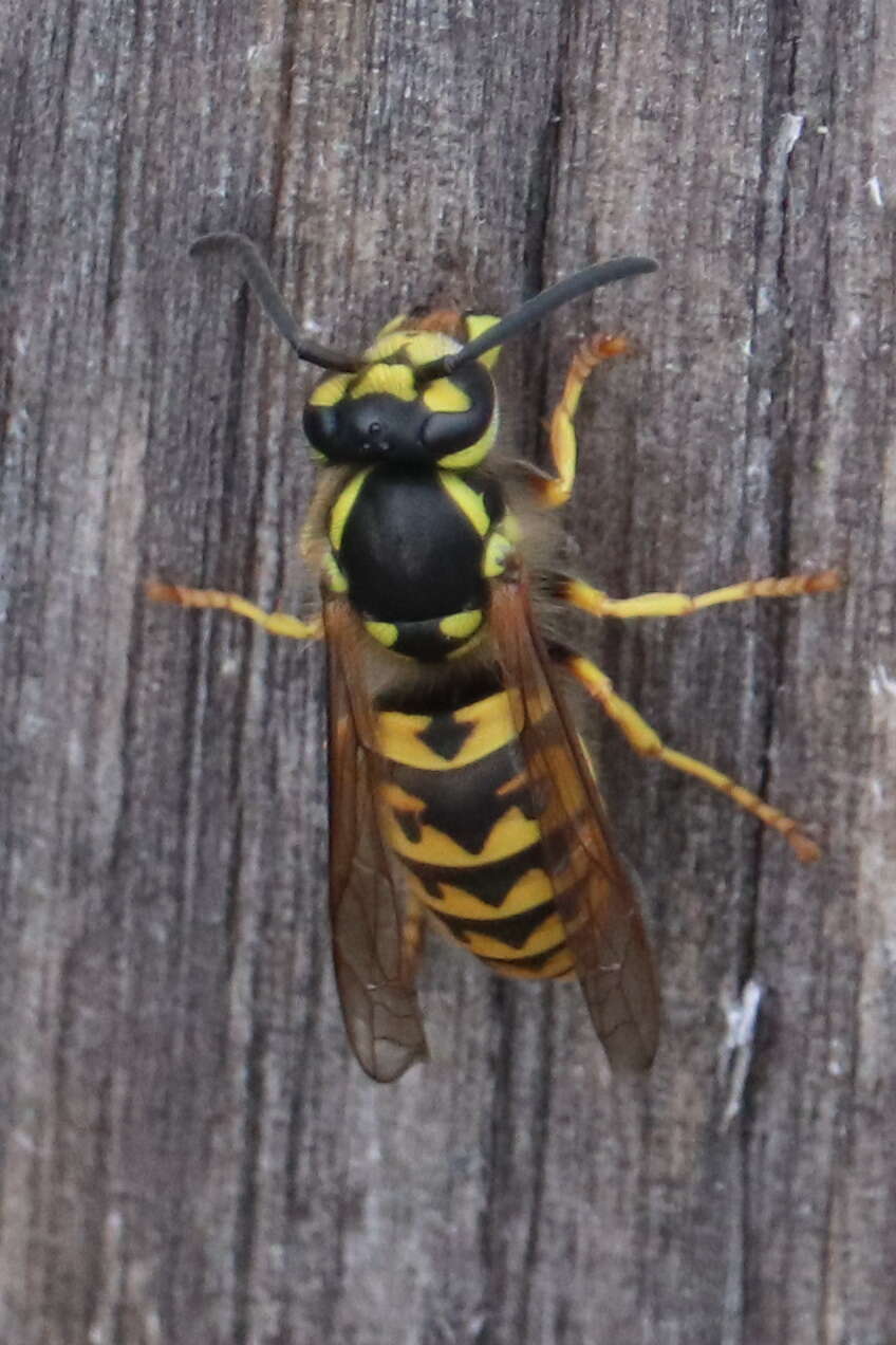 Image of German Wasp