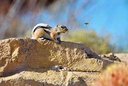 Image of white-tailed antelope squirrel