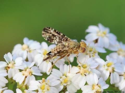 Image of Oxyna flavipennis (Loew 1844)