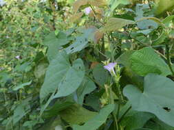 Plancia ëd Ipomoea triloba L.