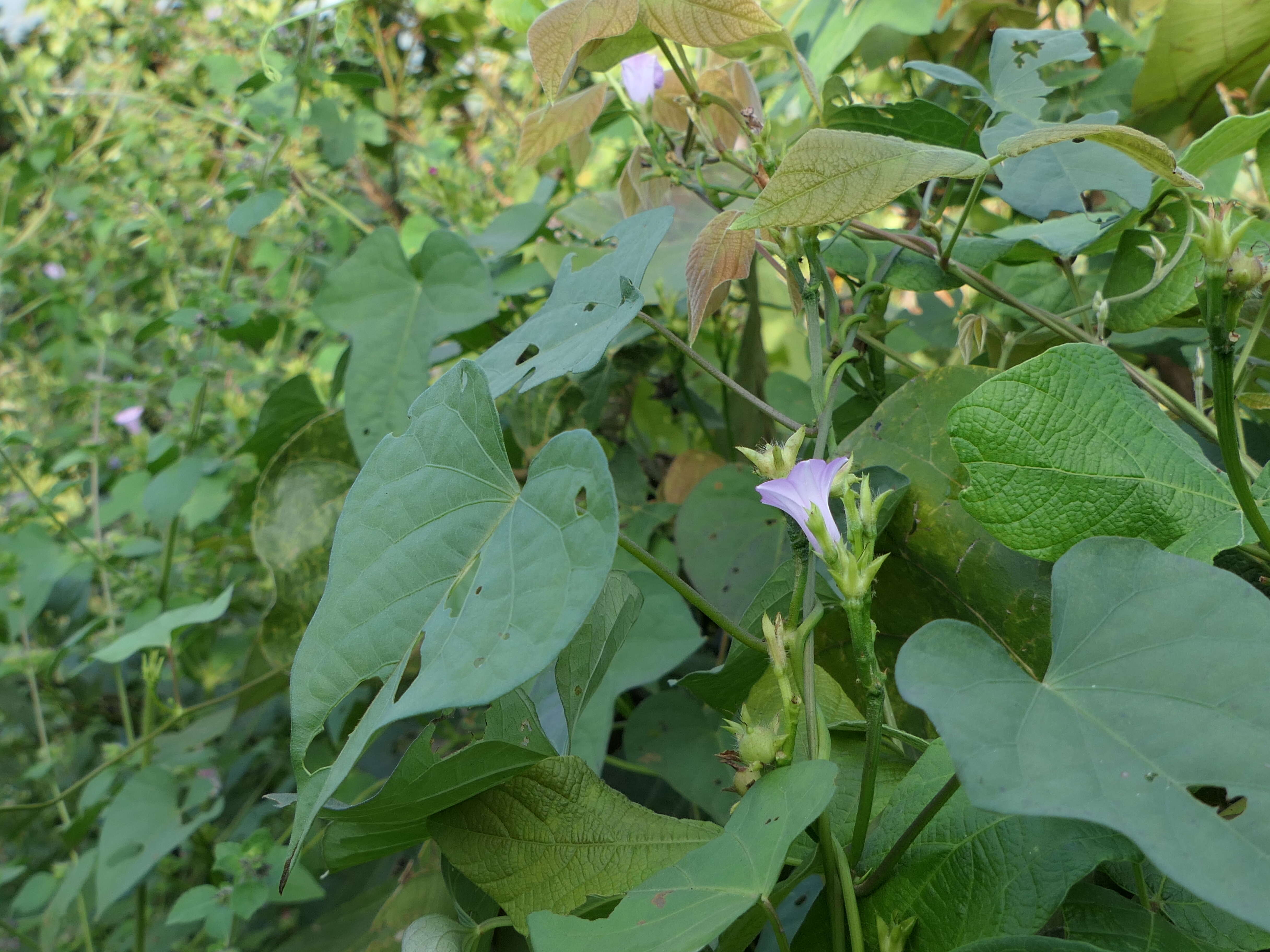 Plancia ëd Ipomoea triloba L.