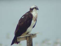 Image of ospreys