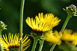 Inula helenium L. resmi