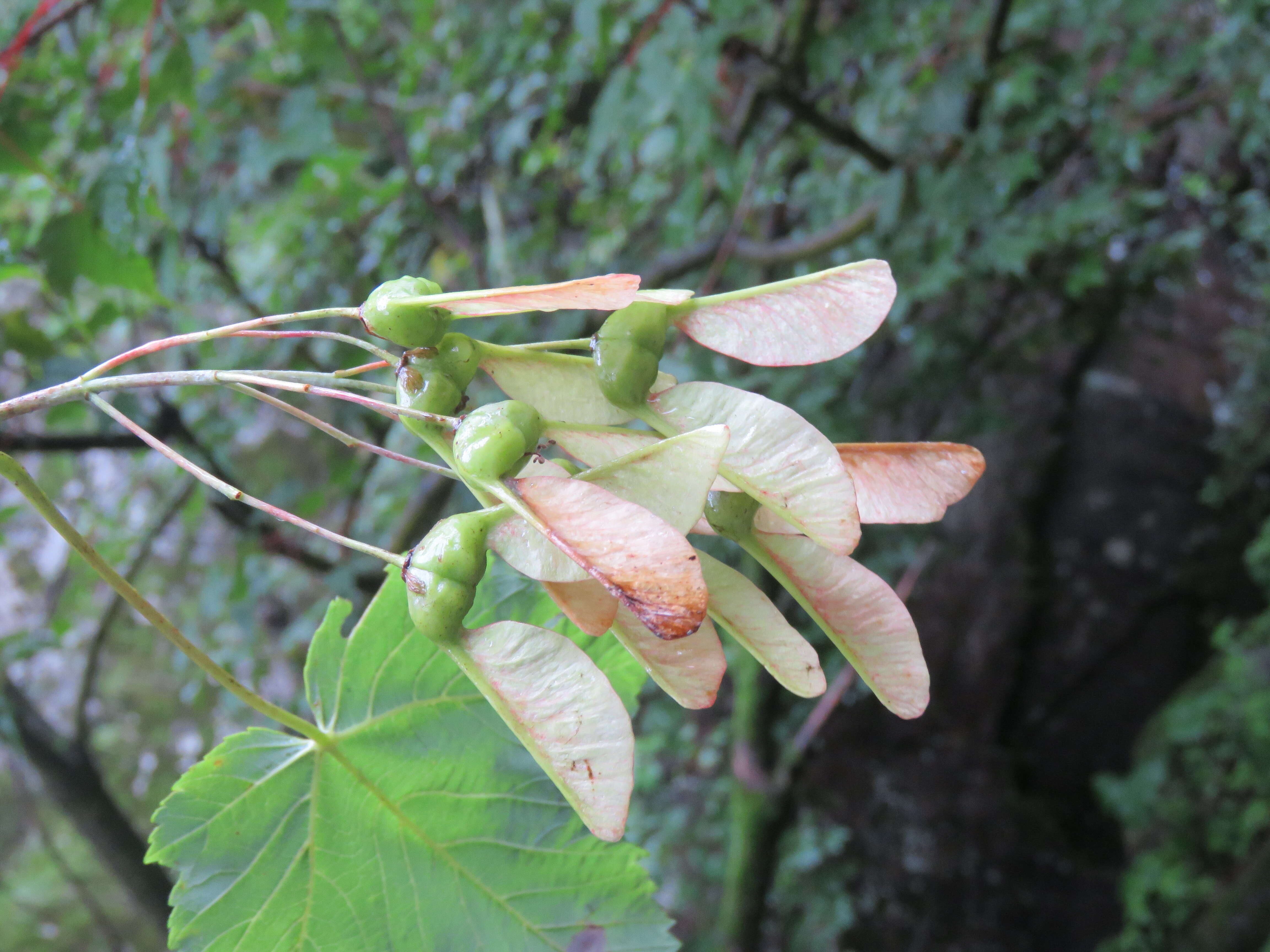 Слика од Acer acuminatum Wall. ex D. Don