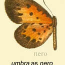 Image of Pentila umbra Holland 1892