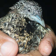 Image of Barred Buttonquail