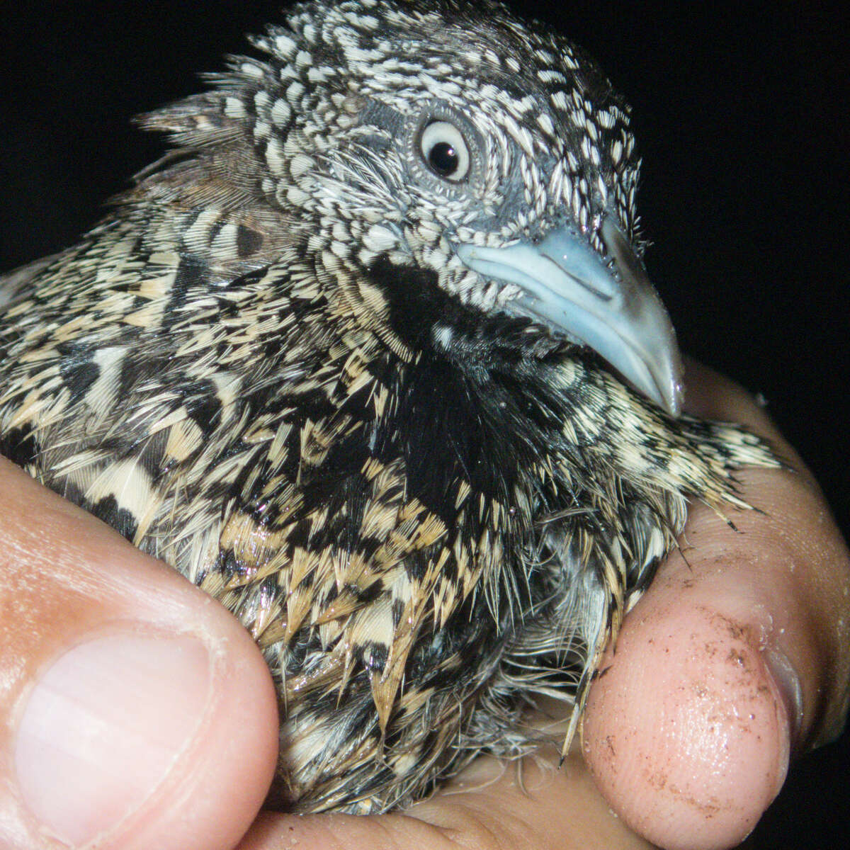 Image of Barred Buttonquail