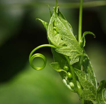 Image of Cretan bryony