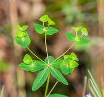 Image of sweet spurge