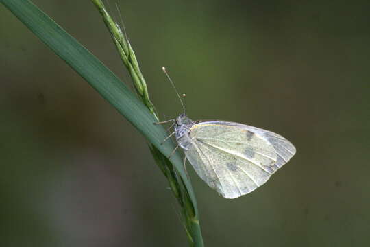 Image of cabbage butterfly