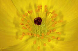 Image of Mexican pricklypoppy