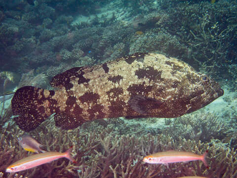 Image of Brown-marbled Grouper