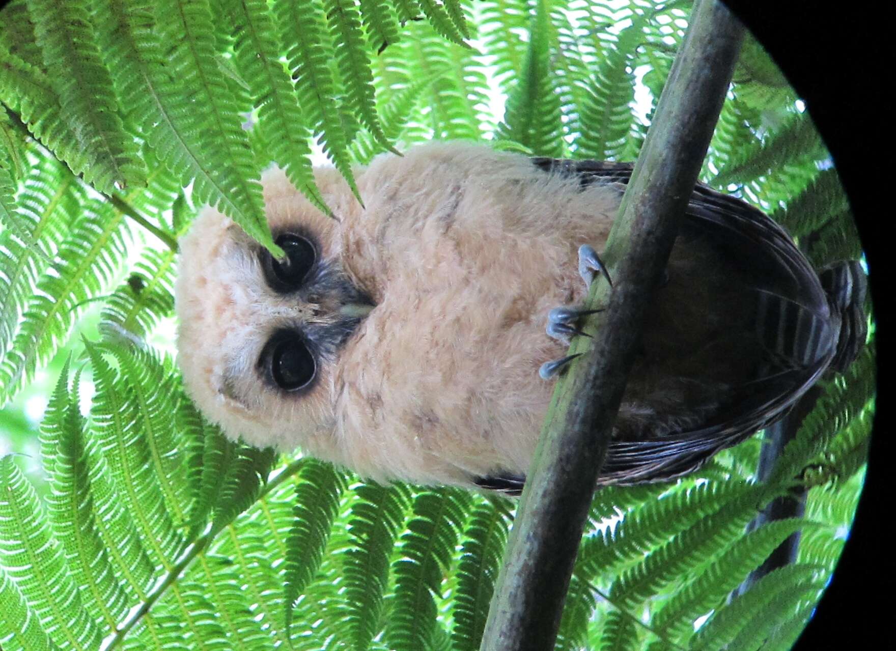 Image of Rufous-banded Owl