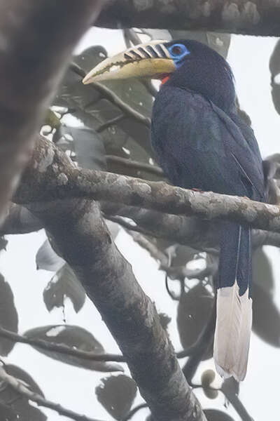 Image of Rufous-cheeked Hornbill