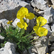 Imagem de Papaver alpinum L.