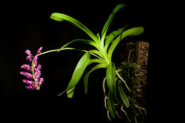 Image of Aerides leeana Rchb. fil.