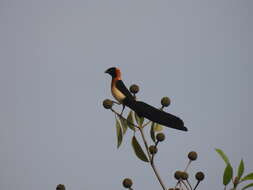 Image of Sahel Paradise Whydah