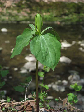 Imagem de Trillium sessile L.