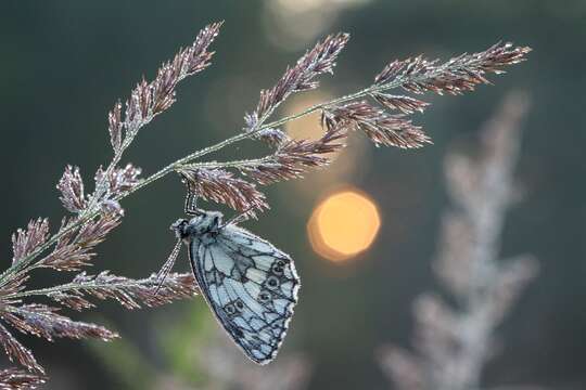 Image of marbled white