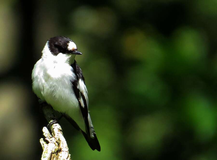 Image of Collared Flycatcher