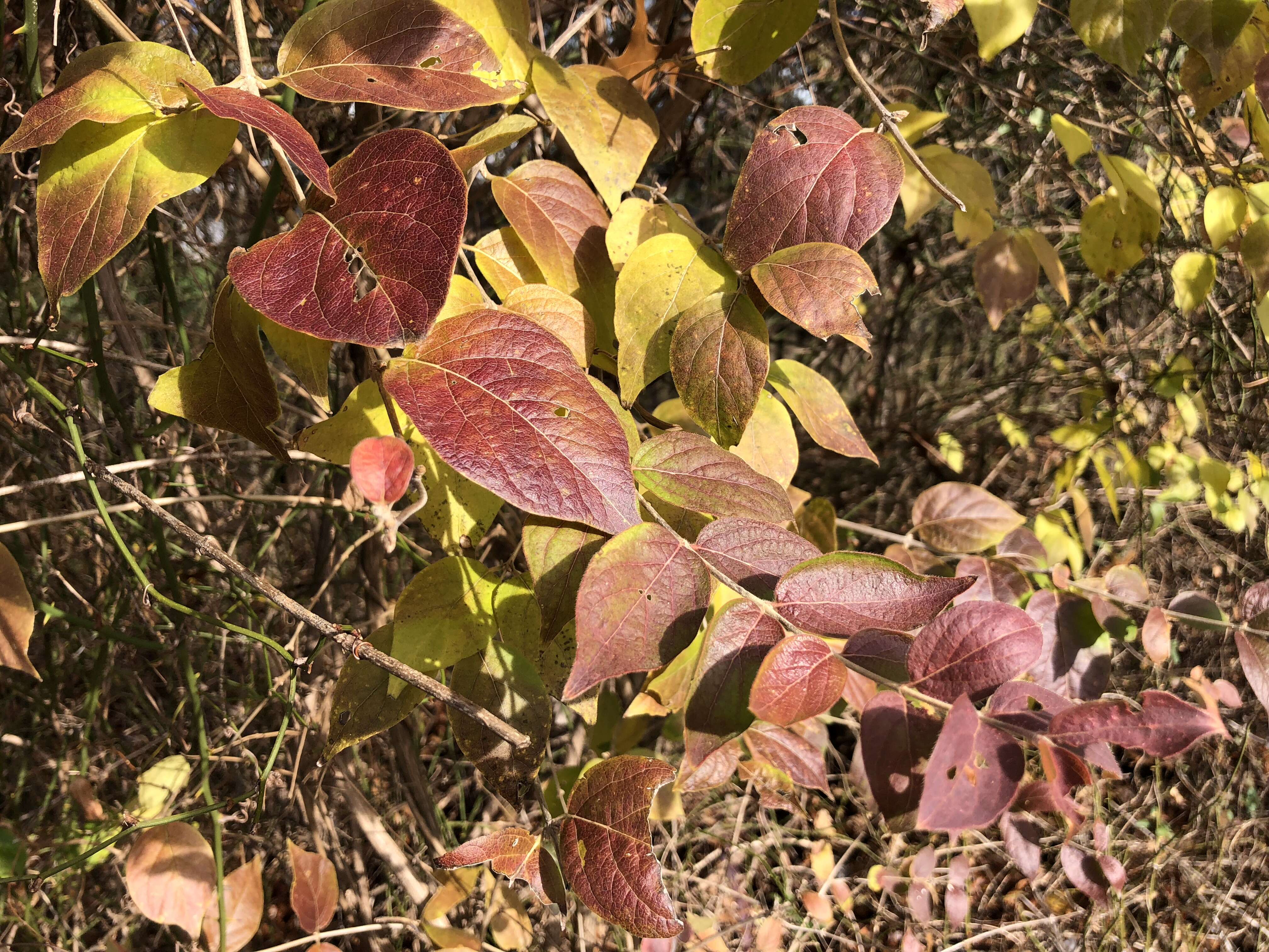 Image of Amur honeysuckle