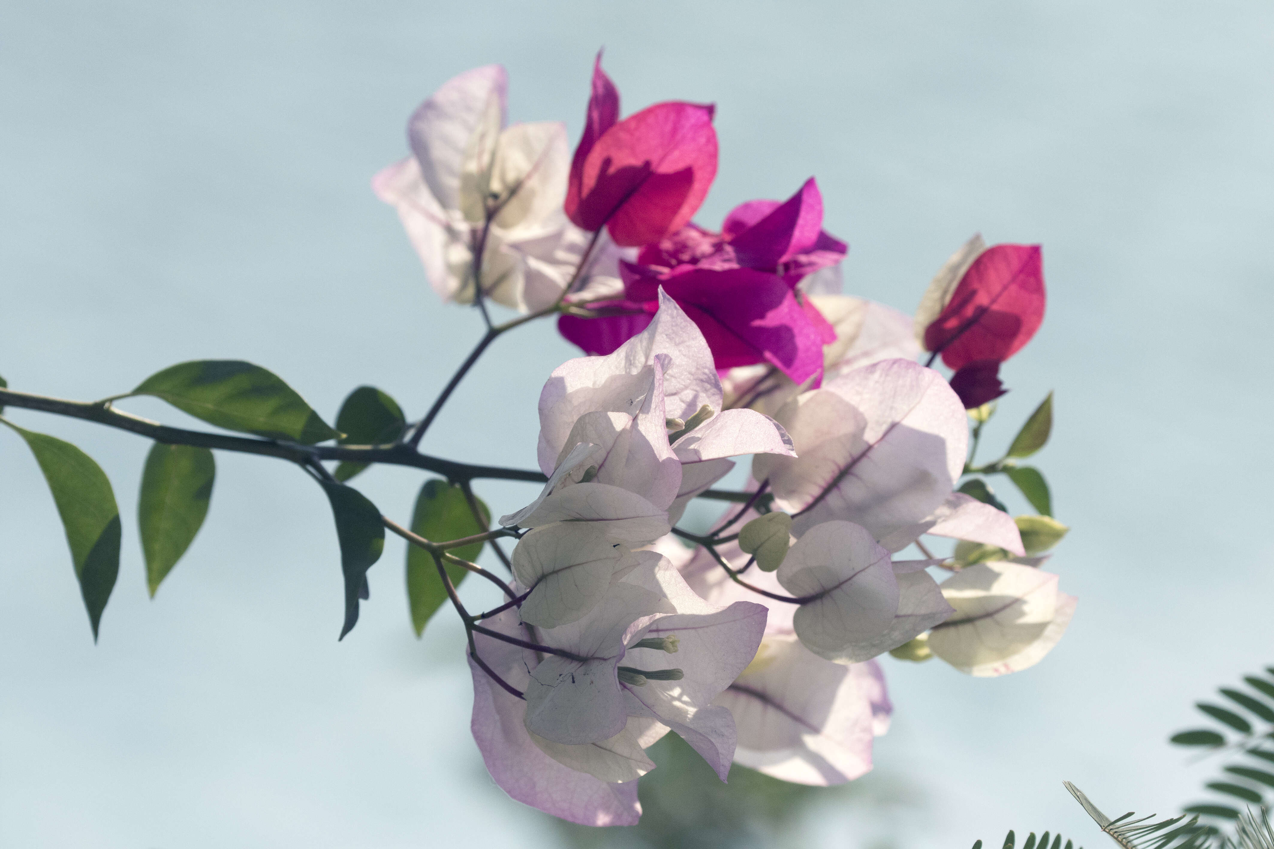 Plancia ëd Bougainvillea glabra Choisy