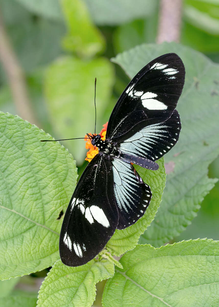 Image of Heliconius doris Linnaeus 1771