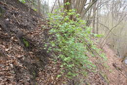 Image of Mountain Currant