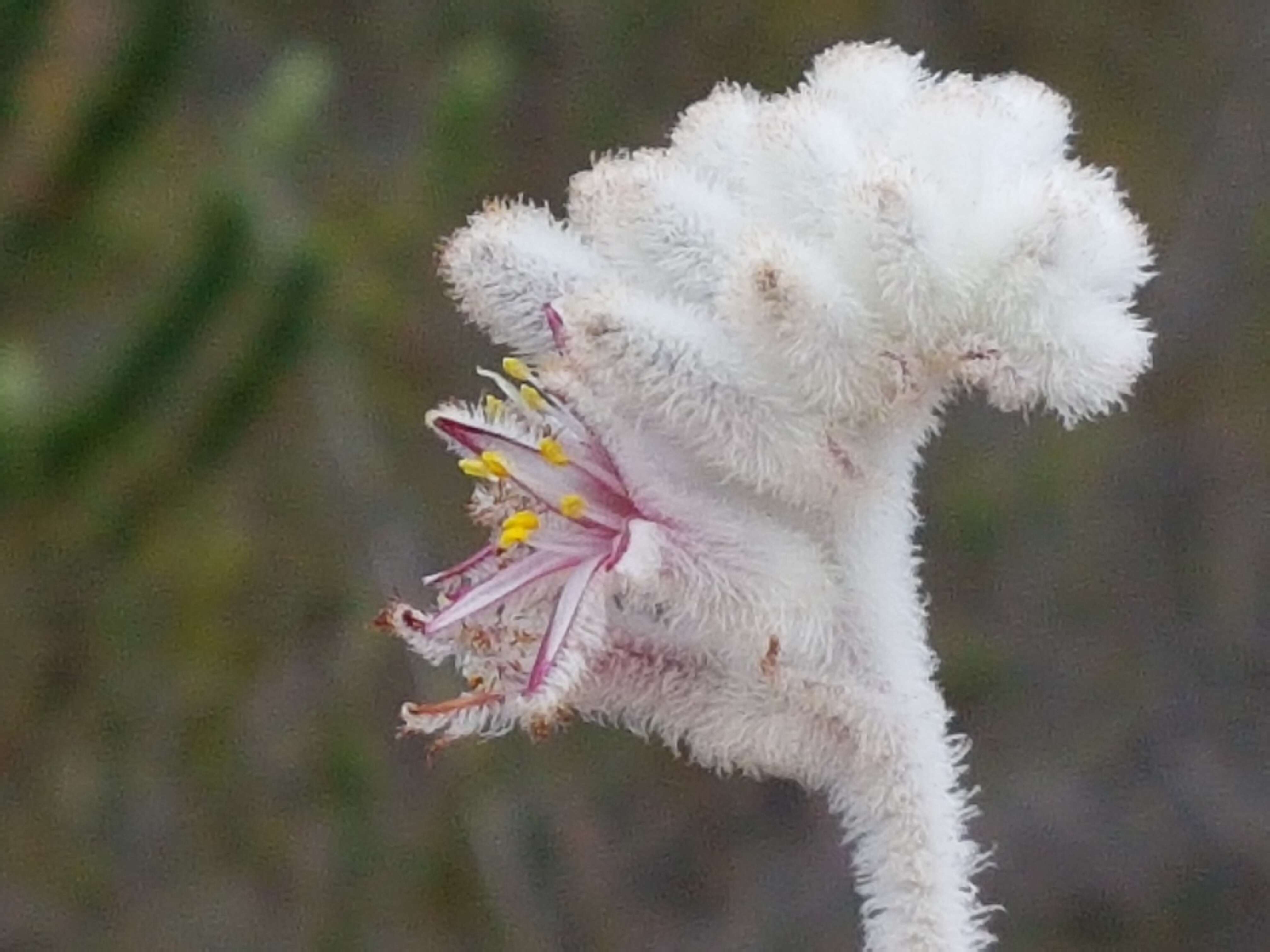 Image of Lanaria lanata (L.) T. Durand & Schinz