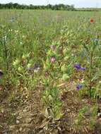 Image de Silene conoidea L.