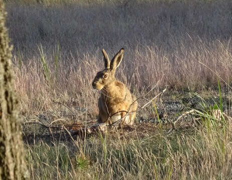 Image of brown hare, european hare