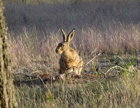 Plancia ëd Lepus europaeus Pallas 1778