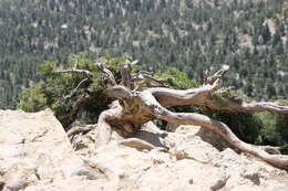 صورة Juniperus excelsa subsp. polycarpos (K. Koch) Takht.