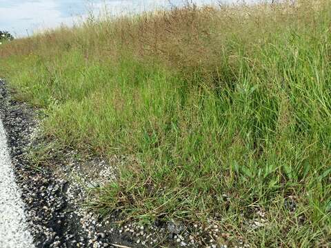 Image of creeping bentgrass