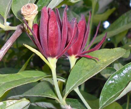 Image de Calycanthus floridus L.