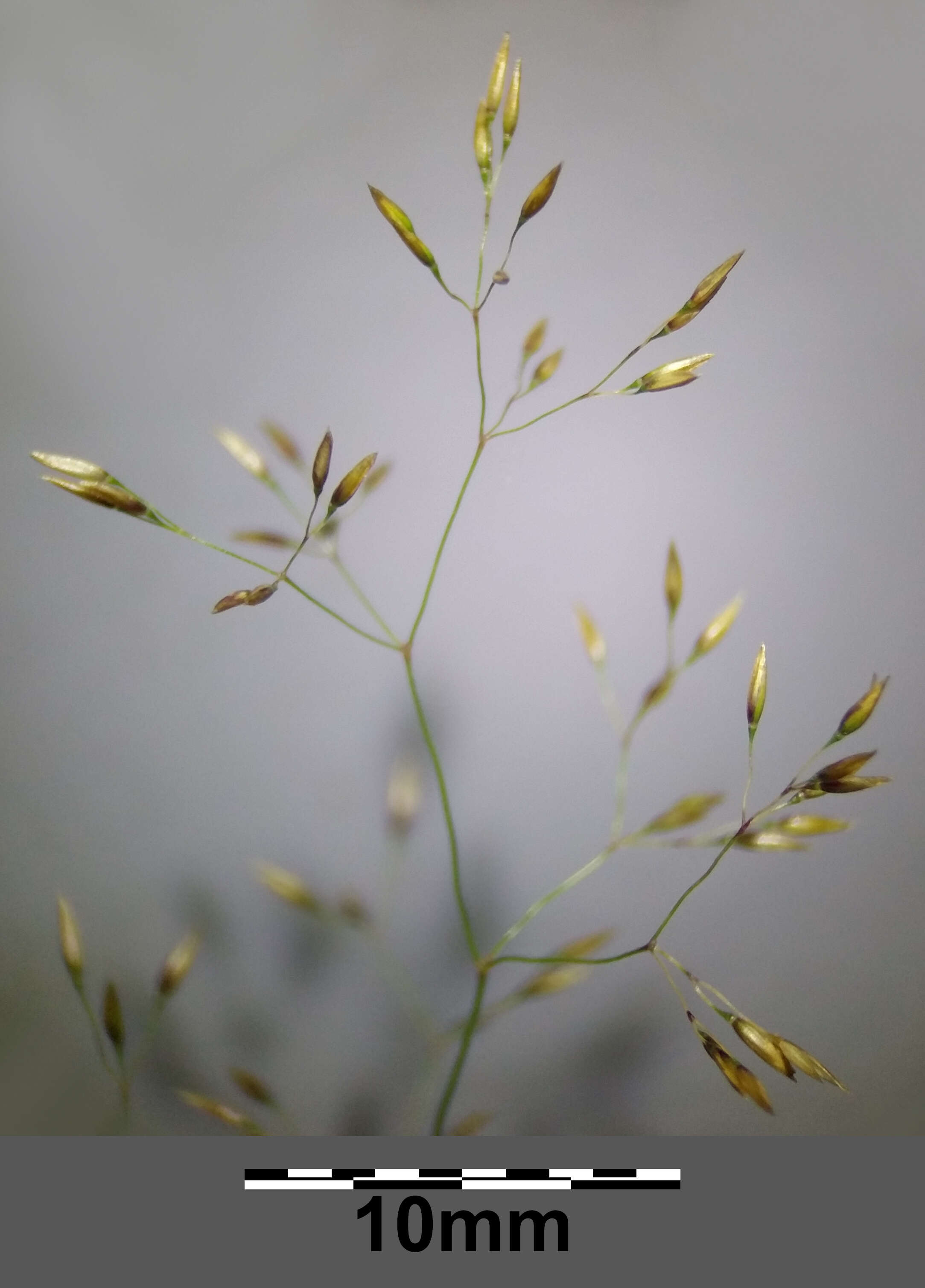 Image de Agrostis commun