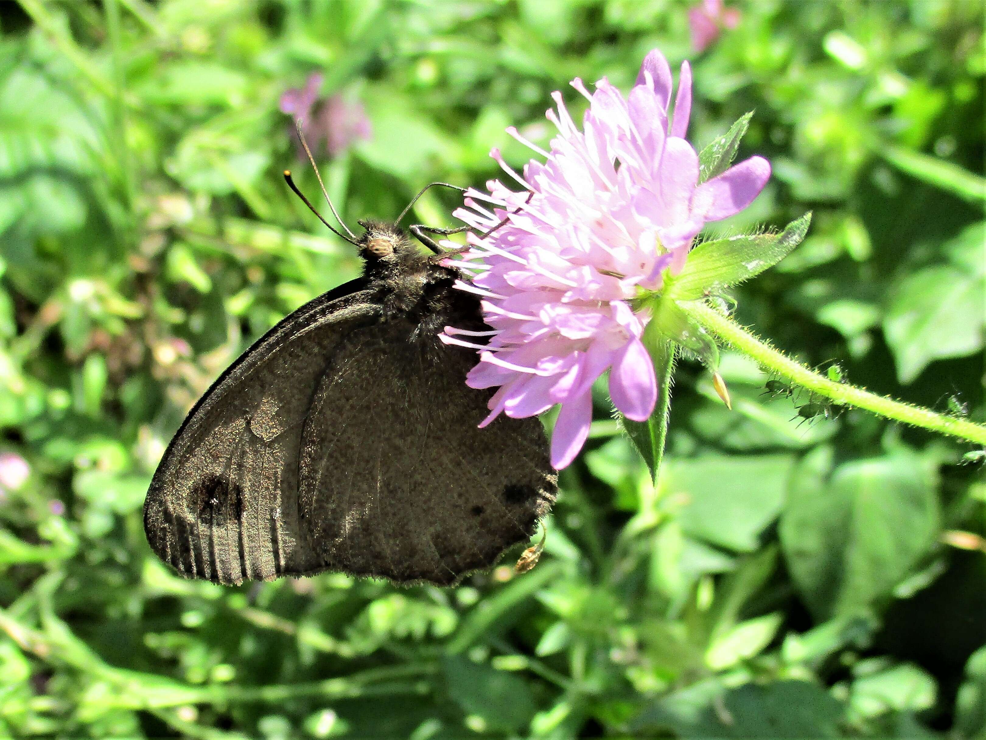 Image of Satyrus ferula