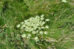 Image of Queen Anne's lace