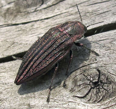 Image of Buprestis