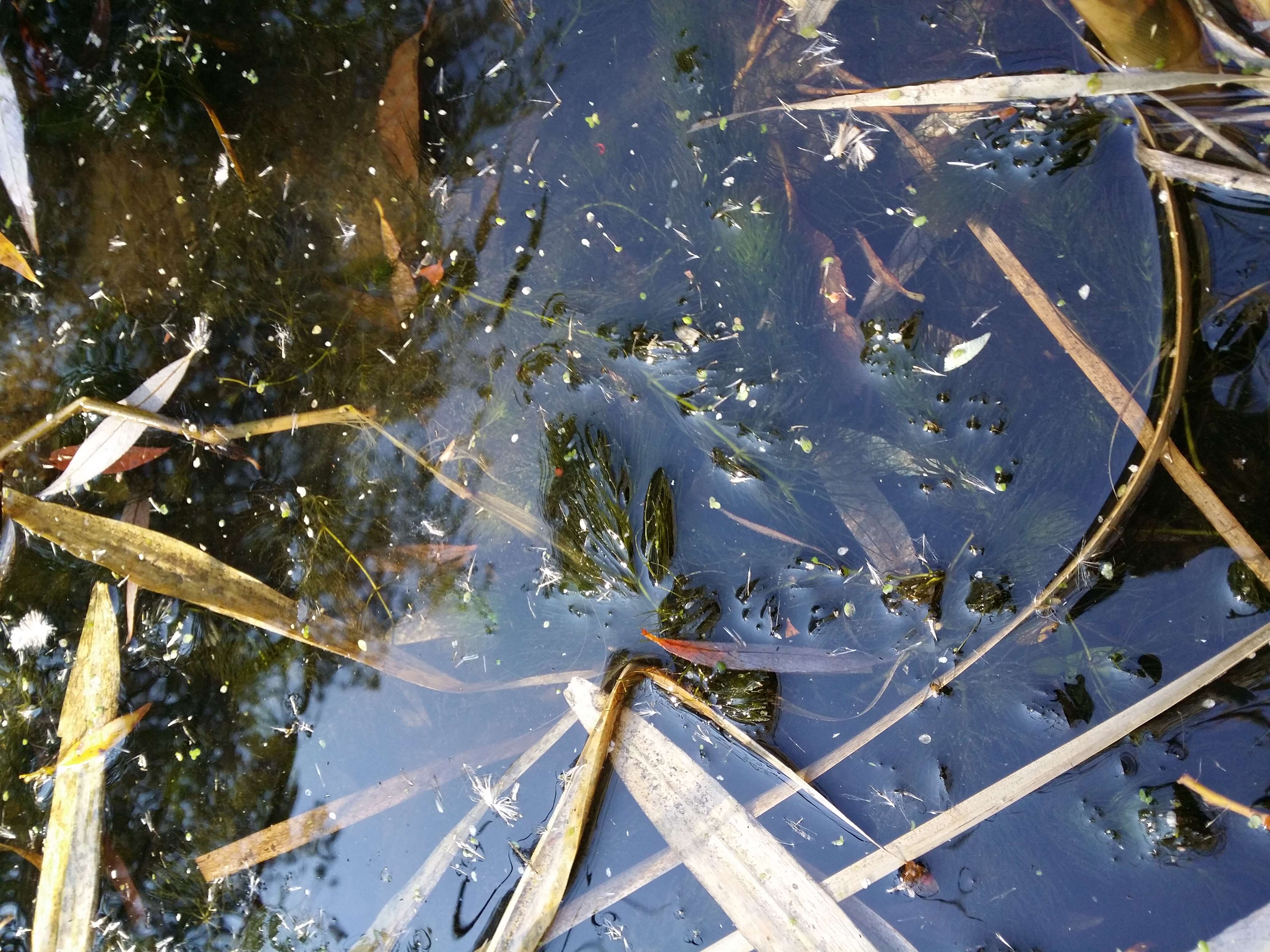 Image de Cératophylle Submergé