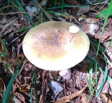 Image of Death cap