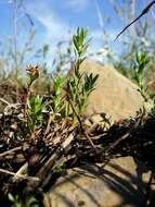 Image of Grass-poly