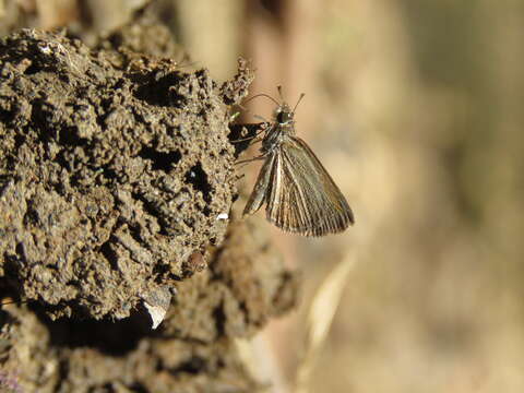 Image of Pygmy Scrub-hopper