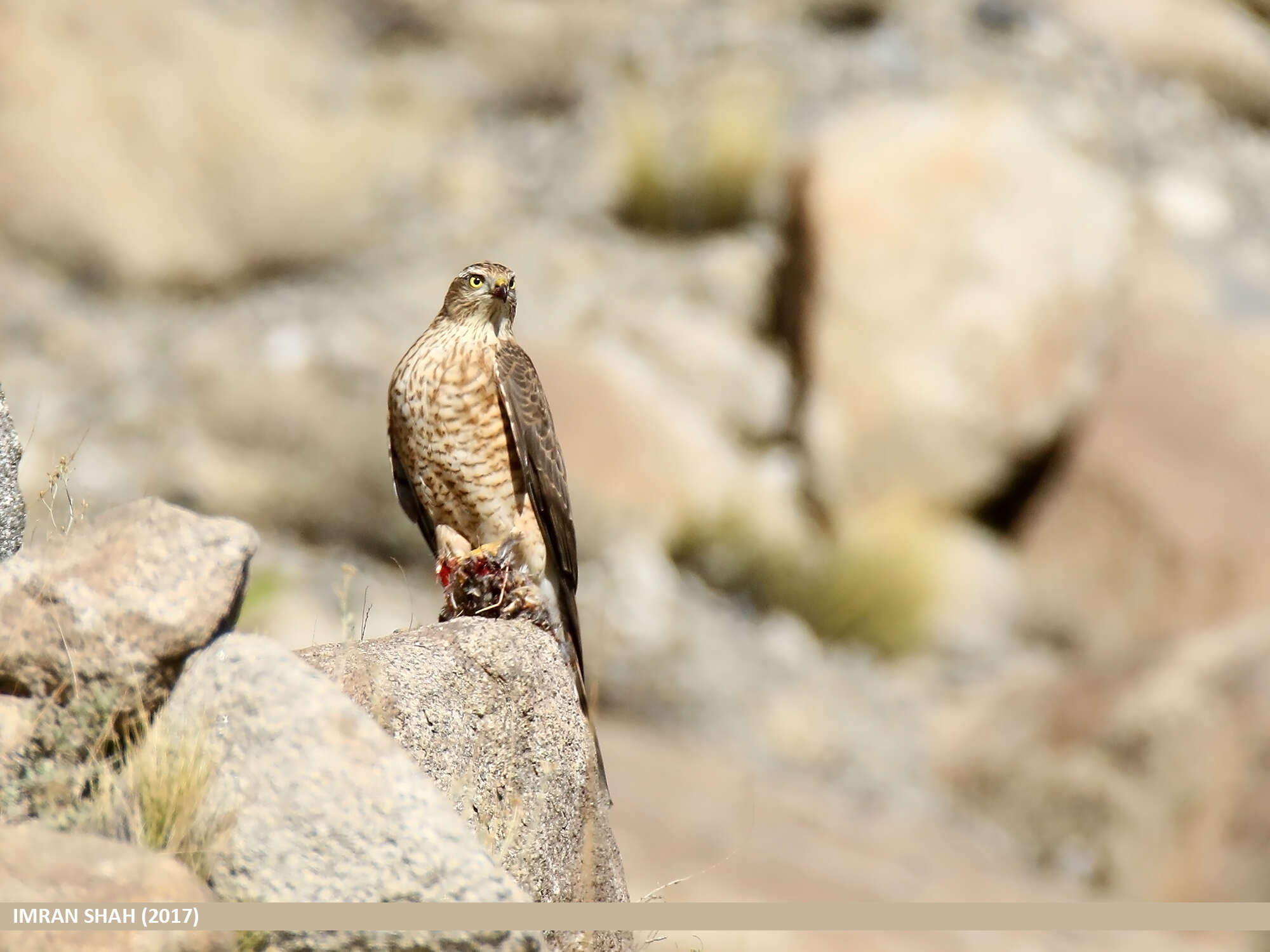 Image of Eurasian Sparrowhawk