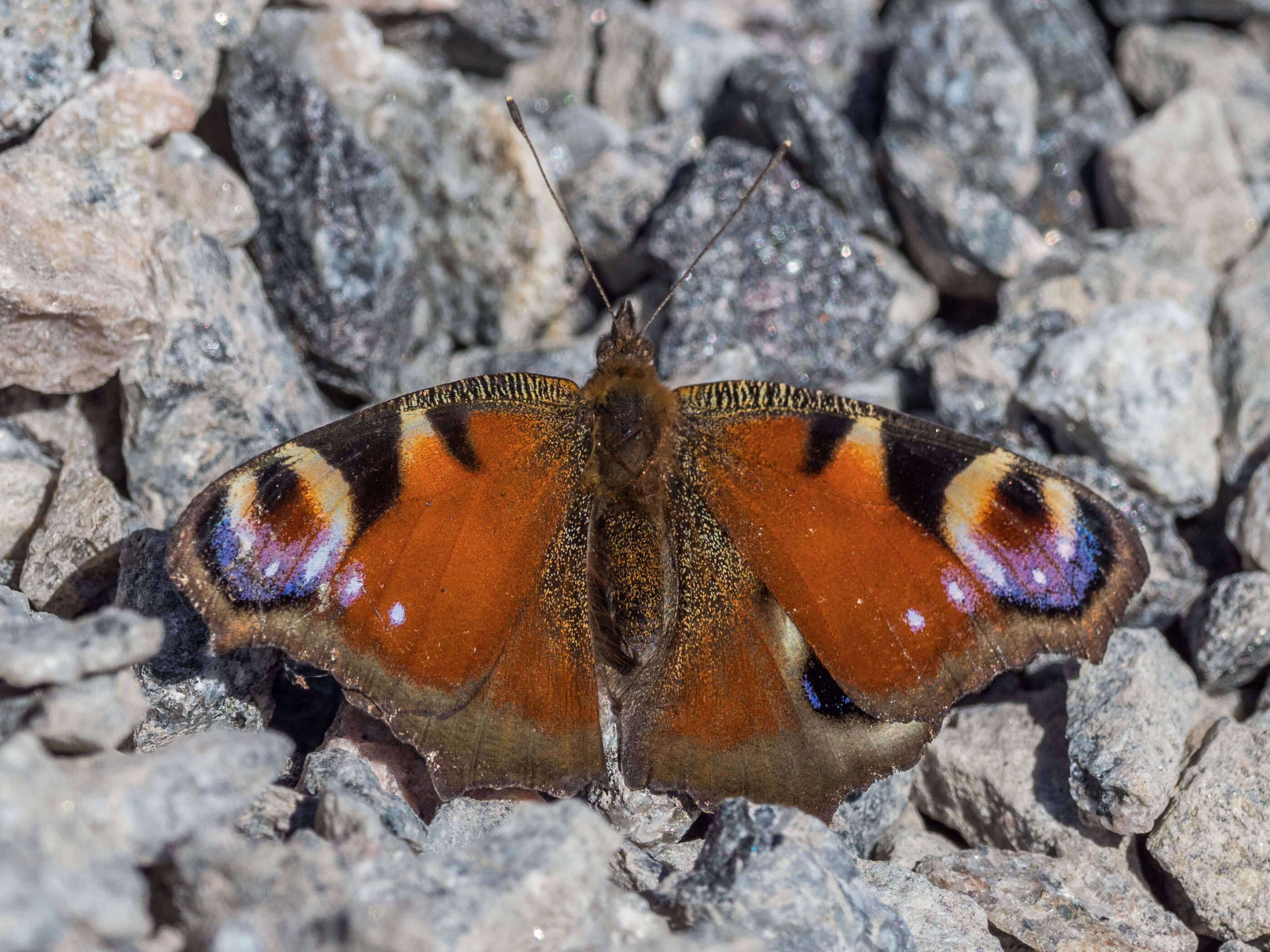 Image of Aglais io