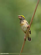 Image of Black-breasted Weaver