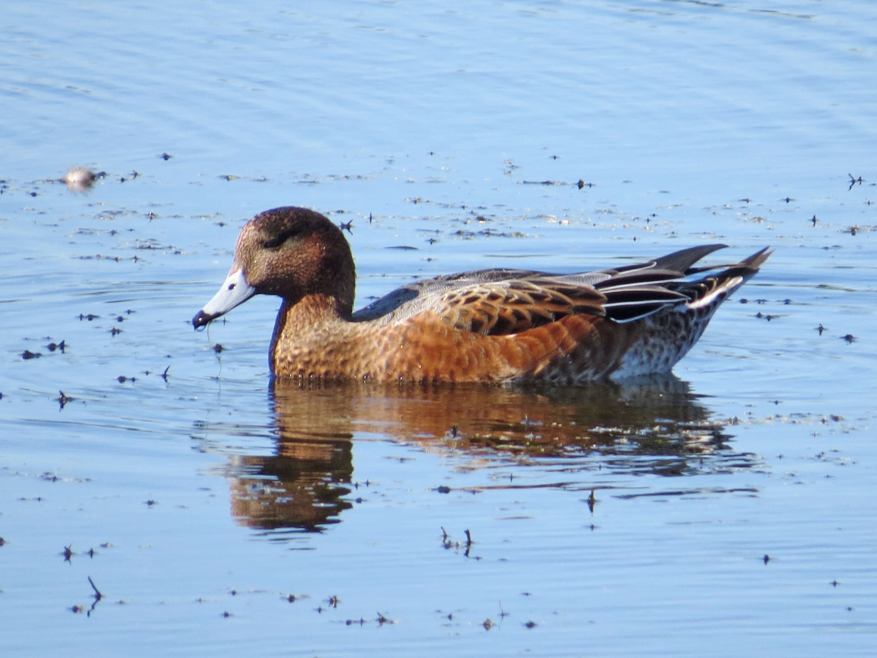 Image of Eurasian Wigeon