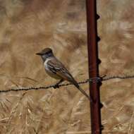 Image of Ash-throated Flycatcher