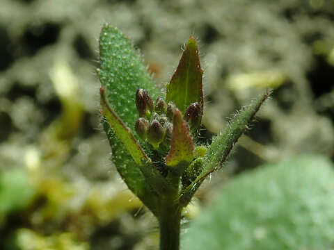 Image of Mouse-ear Cress