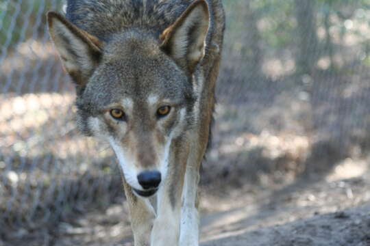 Image of Red wolf